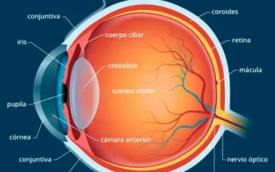¿Cómo está compuesto el ojo humano?
