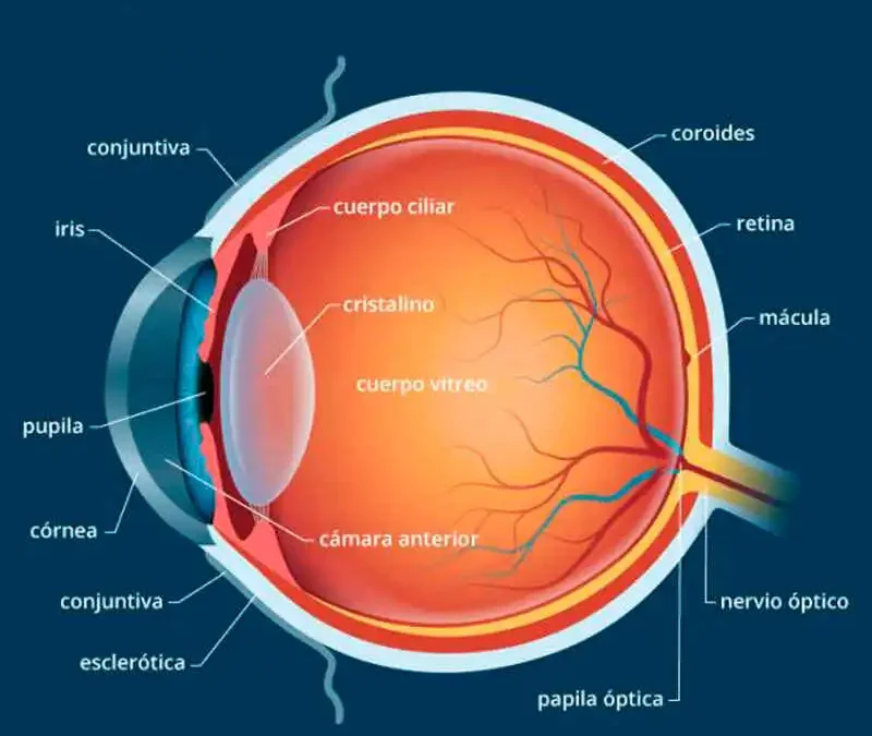 ¿Cómo está compuesto el ojo humano?